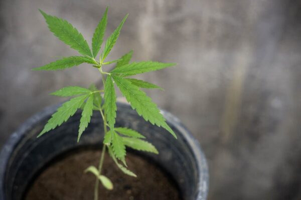 cannabis plant