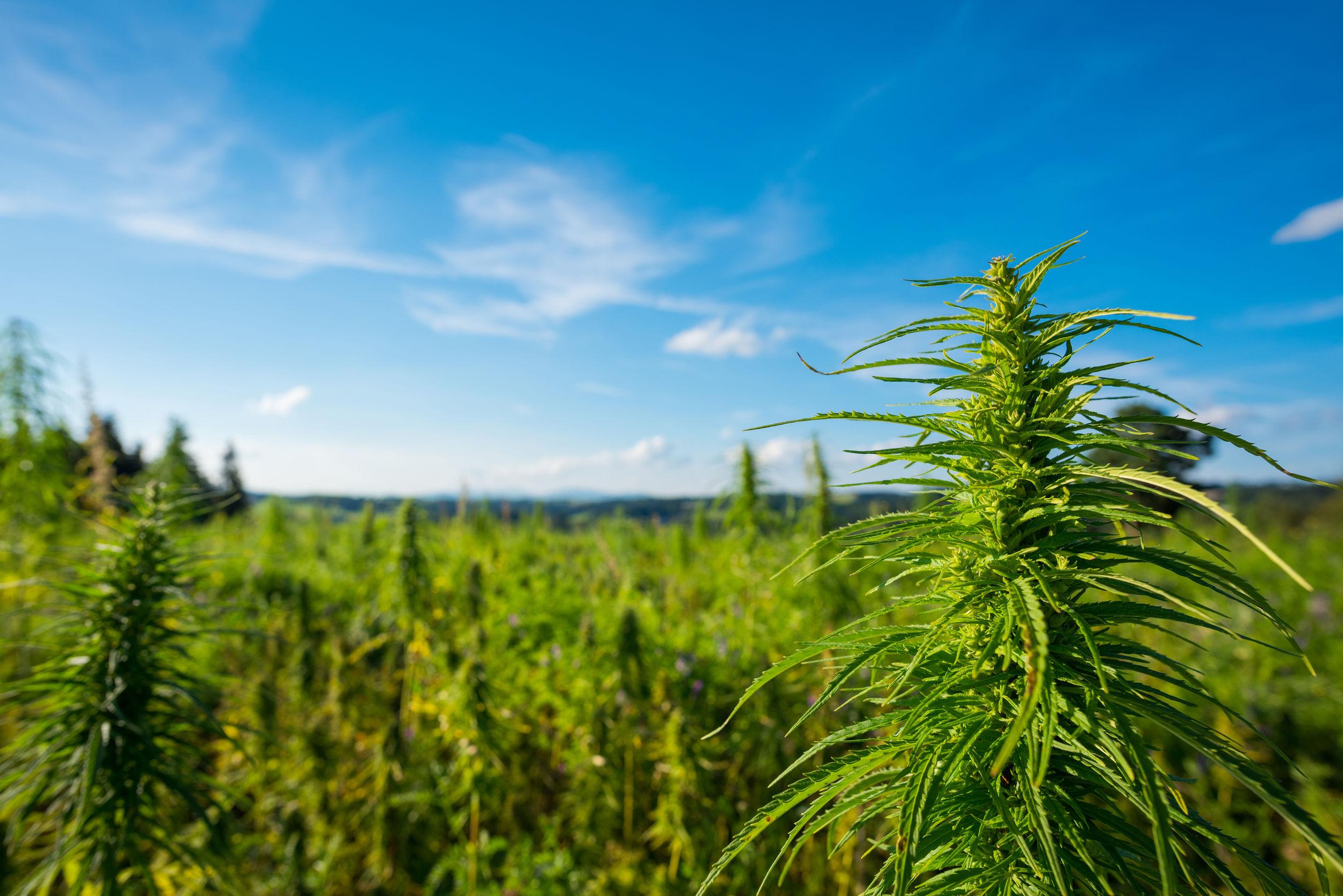 Marijuana Plant at Outdoor Cannabis Farm Field