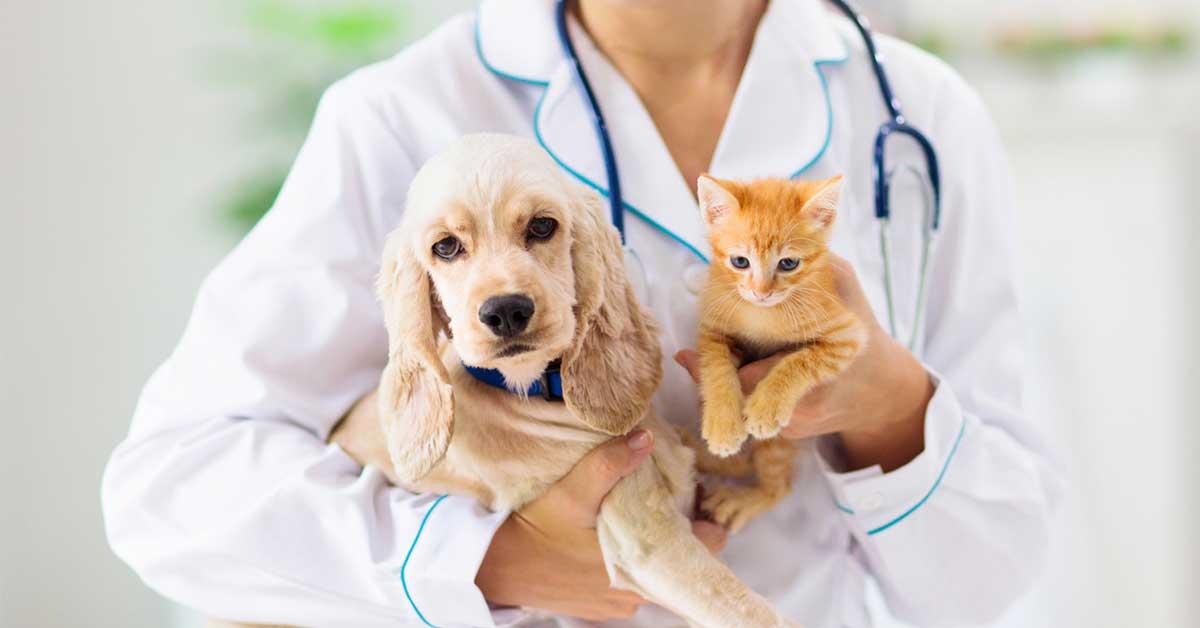 Can You Give CBD to Pets?