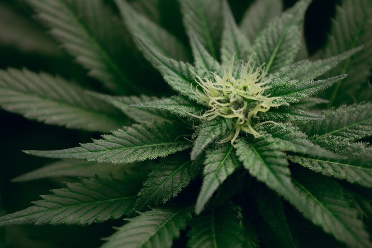 Medical Marijuana in Ohio