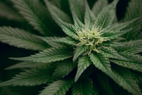 Medical Marijuana in Ohio